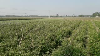 Vegetable field