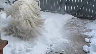 Komondor Zoomies in the Snow