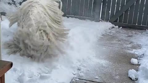 Komondor Zoomies in the Snow