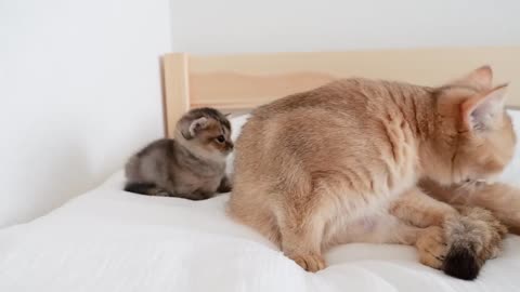 Kitten Kiki gets angry when mother cat is even a little away