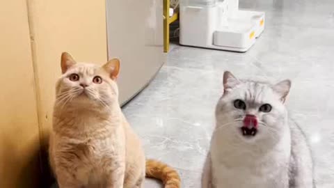 Funny cute cat