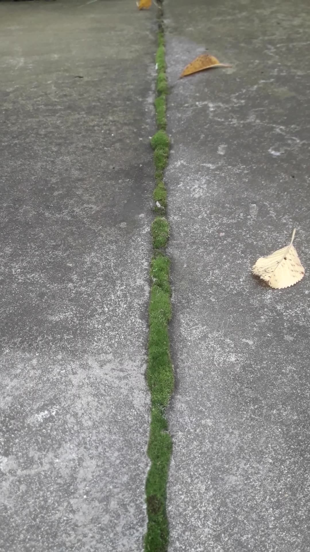 Moss in concrete cracks