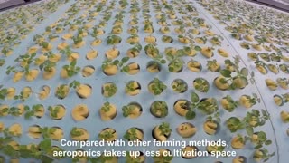 Aeroponics Potato Farming - Potato Chip Process Factory - Modern Potato Agriculture Technology