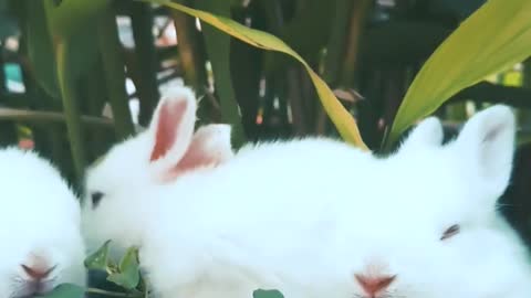 Cute Rabbits 🐰🐰🐰🐰🐰
