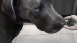 Dog Was Disappointed With His Decision.