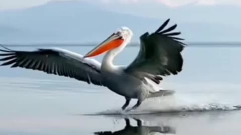 CRANE SWIMMING IN WATER