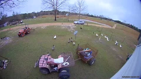 Huge Flock of Fowl Protects Property