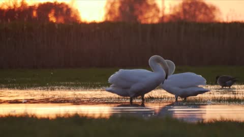 Swan seeking foods and with there family.