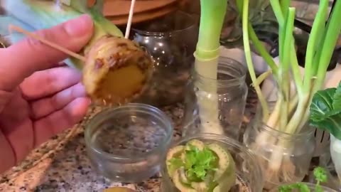 10 VEGETABLES & HERBS YOU CAN REGROW FROM KITCHEN SCRAPS