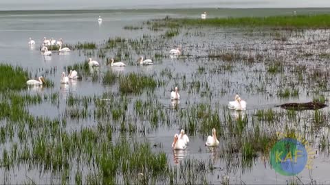 Coordinated fishing of American White Pelicans