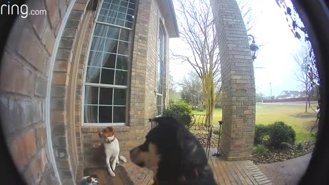 Clever dog rings doorbell