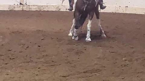 Marion County Fair Race The Horse