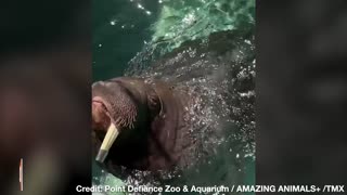 ADORABLE! Walrus Whistles as He Plays with Hose at Zoo