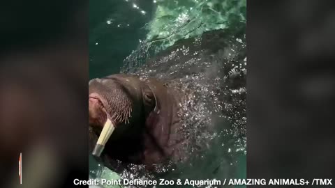 ADORABLE! Walrus Whistles as He Plays with Hose at Zoo