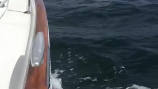 20 seconds of Bliss. Sailing