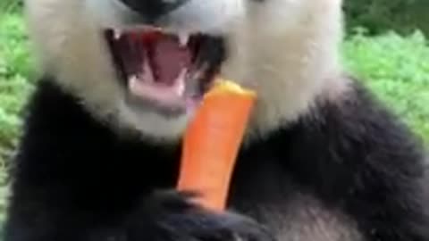 Panda eating bambooo