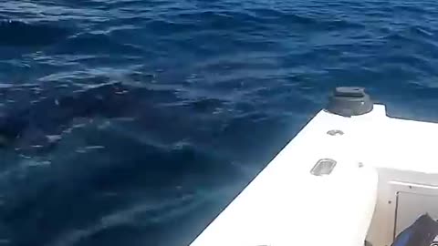Whale Shark asked For help