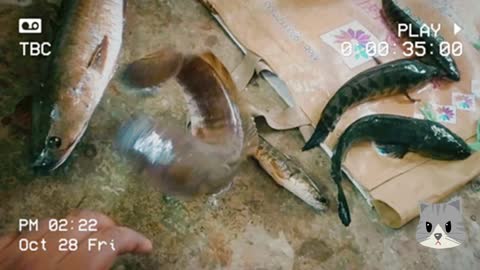 Snakehead Murrel Fish Available on Chor Market