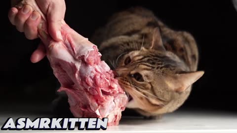 😍ASMR kitten😍 eats delicious fresh meat for the first time