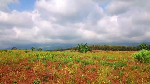 Nature and Tobacco Flowers on the field