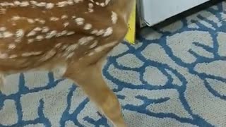 BABY DEER