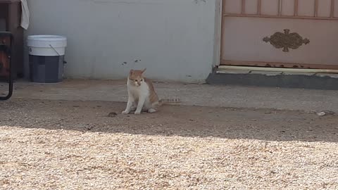 Cat vs mouse real fun Tom and Jerry fun real