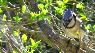 Blue Jay