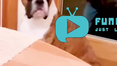 Funnier TV "cute Dog meme"