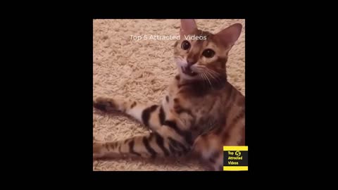 funny cats and dogs video try not to laugh completion 😂 funny animals fails 2024