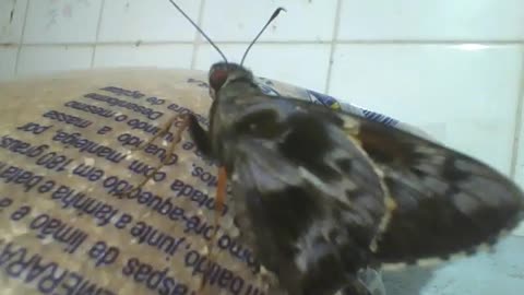 Mariposa é vista num pacote de açúcar demerara, olha a glicose! [Nature & Animals]