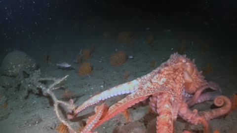 Giant Pacific Octopus - Channel Islands National Marine Sanctuary