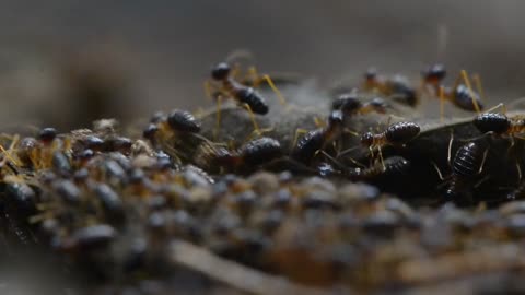 ant activity during the day