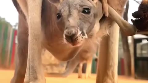 Kangaroo & lovely kids Love of mothers