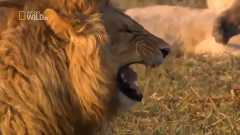 Funny Lion Laughing Video