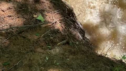 Distracted Dog Rolls into the River