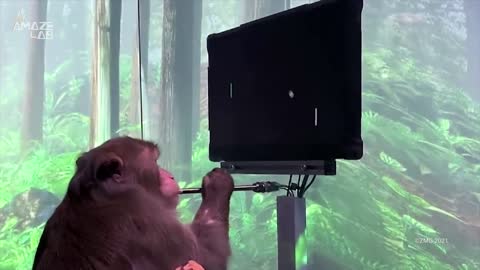 Mind Control: Elon Musk's Neuralink - Monkey is playing Pong with his Mind after -