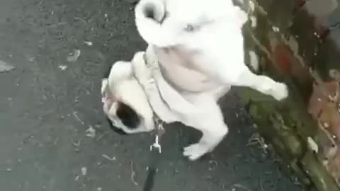 A dog pees on a street