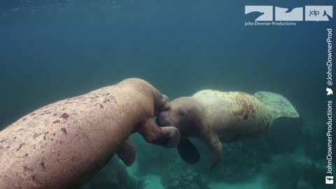 Robot spy manatee receives a slobbery kiss