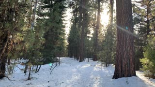Pine Loaded Ochoco National Forest – Central Oregon – Bandit Springs Sno-Park – 4K