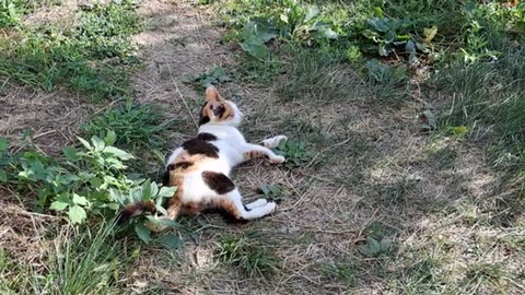 The cat satisfied its natural need and then covered up. Smart cute cat.