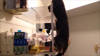 Parkour kitty