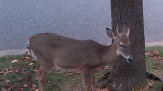 Young Buck in my front yard 2023-10-31