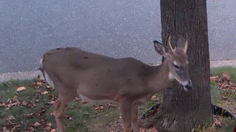 Young Buck in my front yard 2023-10-31