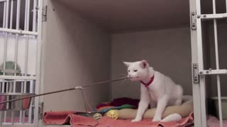 Wonderful cat playing