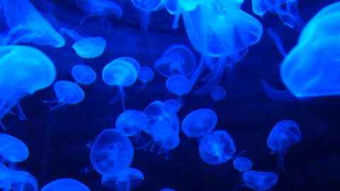 "Mesmerizing Marine Life in Our Jellyfish Tank 🌊🐠 | Underwater Wonderland 🐙"