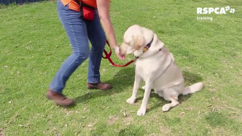 Free_dog_training_how_to_teach_your_dog_to_sit_and_drop