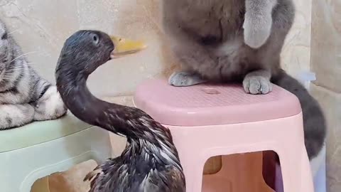 Duck fight with two cats
