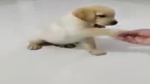 Dog Training Vedio