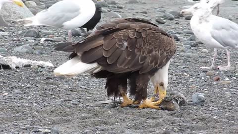 Bald Eagle Walking