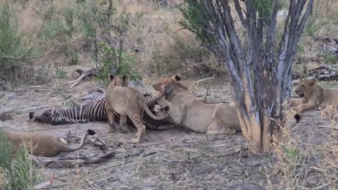 Lion Pride feeding on a Zebra kill